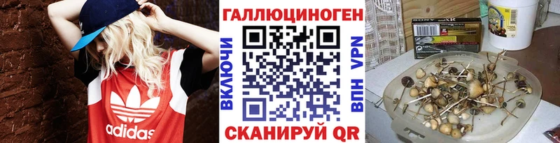 Псилоцибиновые грибы GOLDEN TEACHER  купить наркотик  Сальск 